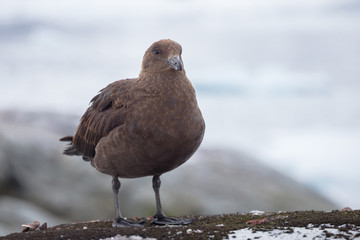 Portrait of brown skua, Stercorarius antarcticus , also known as the Antarctic skua in Petermann Island of the northwest coast of Kiev Peninsula in Graham Land, Argentine islands, Antarctica.