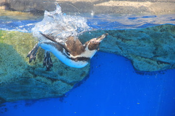 水に飛び込んだ瞬間のフンボルトペンギン