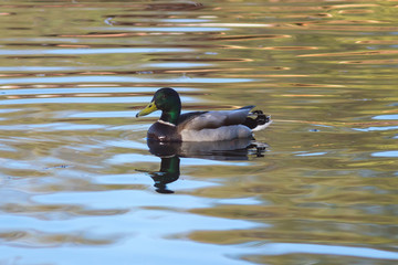 duck on the lake