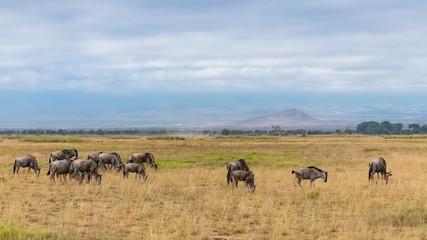 wildebeests, herd of gnus in the savannah in Africa, in the Amboseli reserve