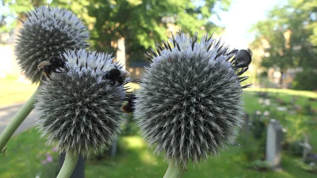 Hummeln auf Distel