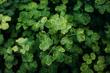Beautiful green clover background