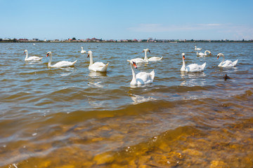 White Swans with ducklings on a lake against the background of the city