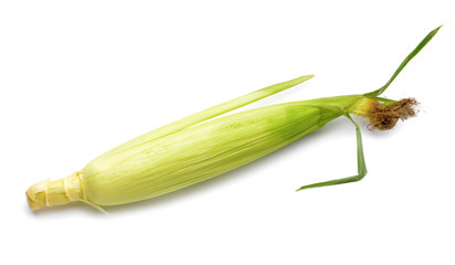 Fresh corn cob on white background