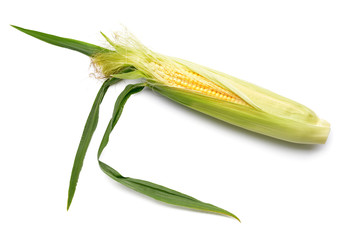 Fresh corn cob on white background