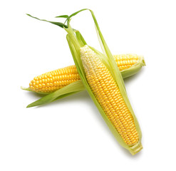 Fresh corn cobs on white background