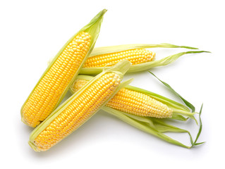 Fresh corn cobs on white background