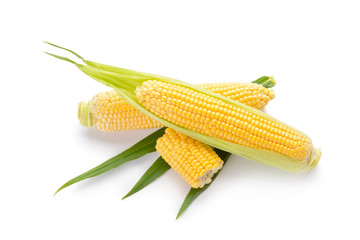 Fresh corn cobs on white background