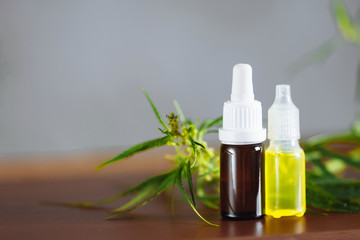 Hemp plant herbal pharmaceutical CBD oil from jar. CBD oil bottles cannabis extract tincture liquid...