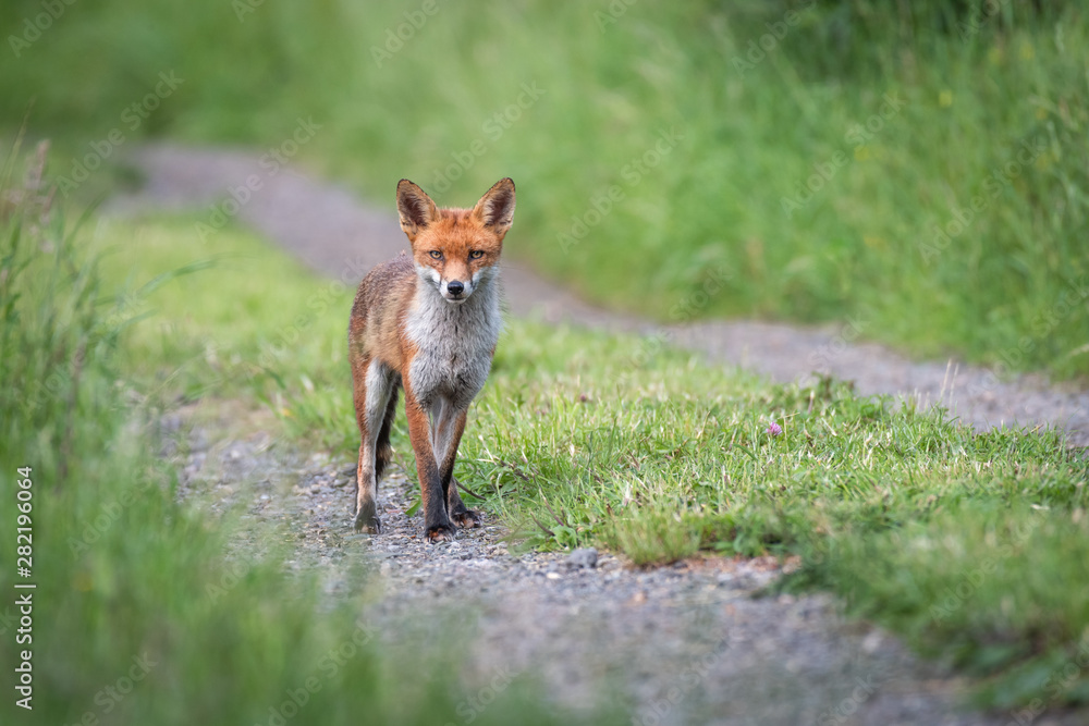 Aufkleber a red fox pauses on a car trackacroos a field as it looks cautiously and stares directly at the came