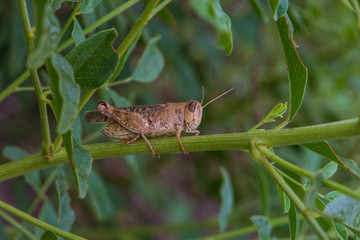 Short-horned grasshopper italian locust Calliptamus italicus