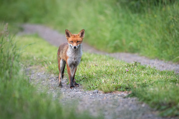A red fox pauses on a car trackacroos a field  as it looks cautiously and stares directly at the...