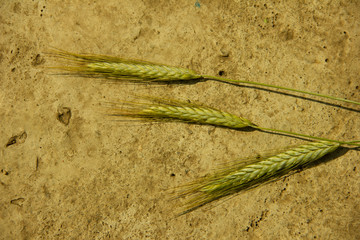 Ears of rye lie on the background of concrete. Beautiful natural background.