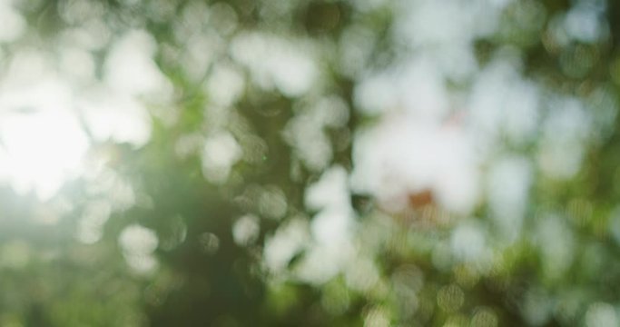 Abstract out of focus trees backlit by the sun with circular bokeh racking into focus in slow motion.