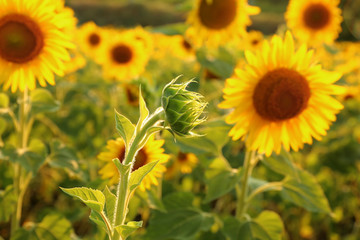 Fototapeta premium Beautiful sunflower field on summer day