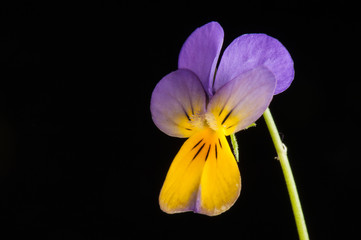 penée sauvage ou violette tricolore sur fond noir