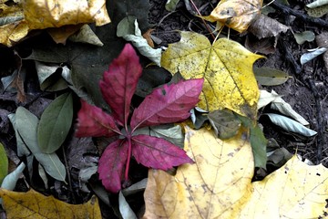 autumn leaves on the ground