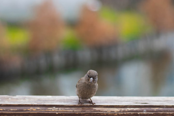 Little gray sparrow sitting on a wooden railing