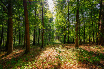 Wald in Deutschland, Voigtland in Sachsen