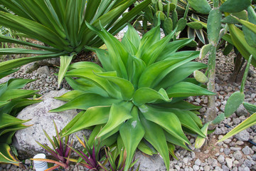 Various types of cactus in the garden