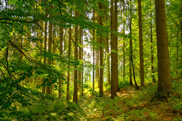 Wald in Deutschland, Voigtland in Sachsen