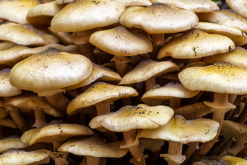 Armillaria mellea, commonly known as honey fungus, is a basidiomycete fungus in the genus Armillaria. Beautiful edible mushroom.