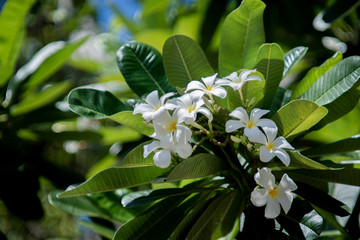 Obraz na płótnie Canvas White Frangipani flowers on the tree.