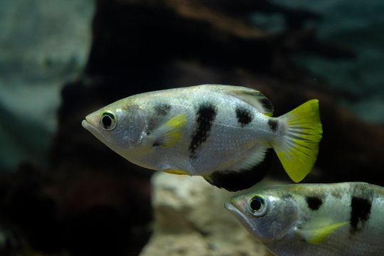 Archer fish or Blowpipe fish (Toxotidae) in aquarium. Wildlife animal.