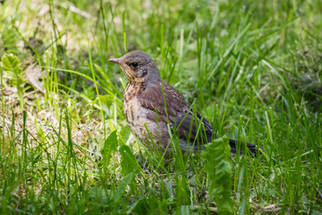 song thrush in the grass