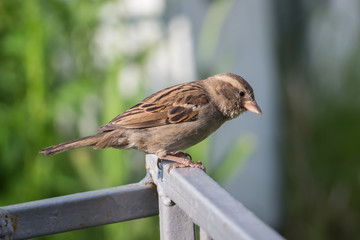 Sparrow sitting on a fence