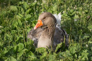 Goose on the grass