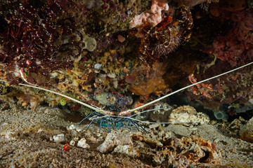 Lobster under the rock (Pulau Bangka, Nord Sulawesi/Indonesia)