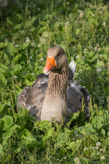 Goose on the grass