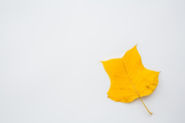 Top view, flat lay autumn fall mockup. Frame made of yellow leaves on white background. Copy space.