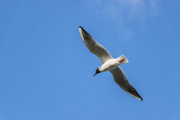 Fototapeta na wymiar Seagull in the sky