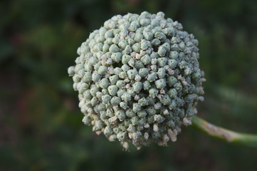 Zwiebelblüte