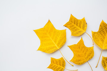 Top view, flat lay autumn fall mockup. Frame made of yellow leaves on white background. Copy space.