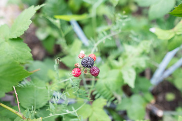Ripe black raspberries grows on a bush. Green background