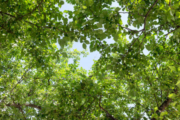 upper branches of tree