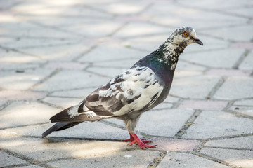 Pigeon standing on tiles