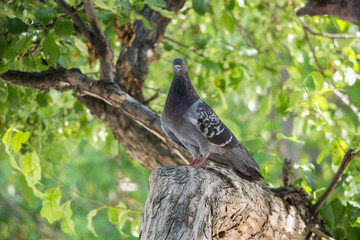 pigeon sitting on tree branch