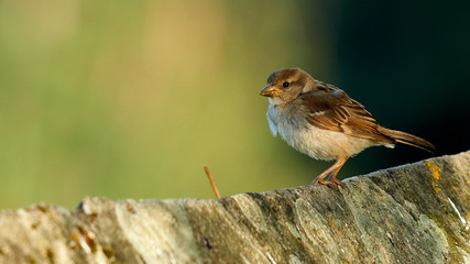 Female House Sparrow Perched on a Stone Wall
