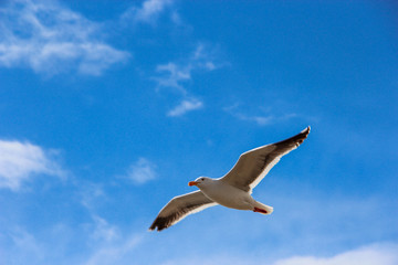 Seagull Wingspan From Below
