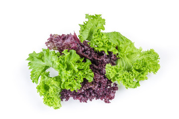 Obraz premium Red and green lettuce leaves on a white background