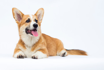 red welsh corgi puppy looking