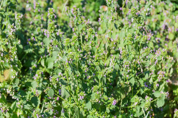 Background of flowering white dead-nettle, bush fragment