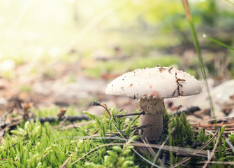 Sunny forest backdrop with mushroom. The smell of the forest. Autumn forest morning with bokeh background.
