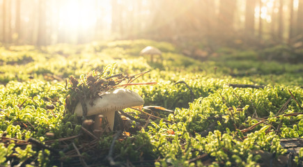 Sunny forest backdrop with mushroom. Autumn forest morning with bokeh background.