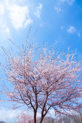 満開の富士桜、山梨県富士吉田市富士散策公園にて