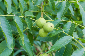 Unripe fruits of walnut on branch among foliage